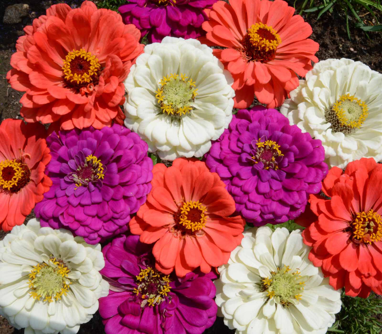 Under the Sea, Zinnia Seeds | Urban Farmer